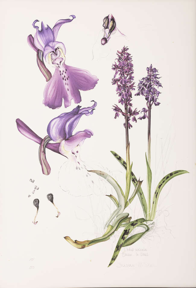 Lot-image