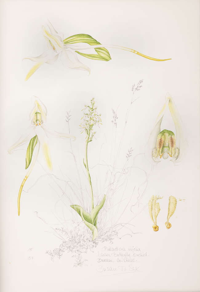 Lot-image