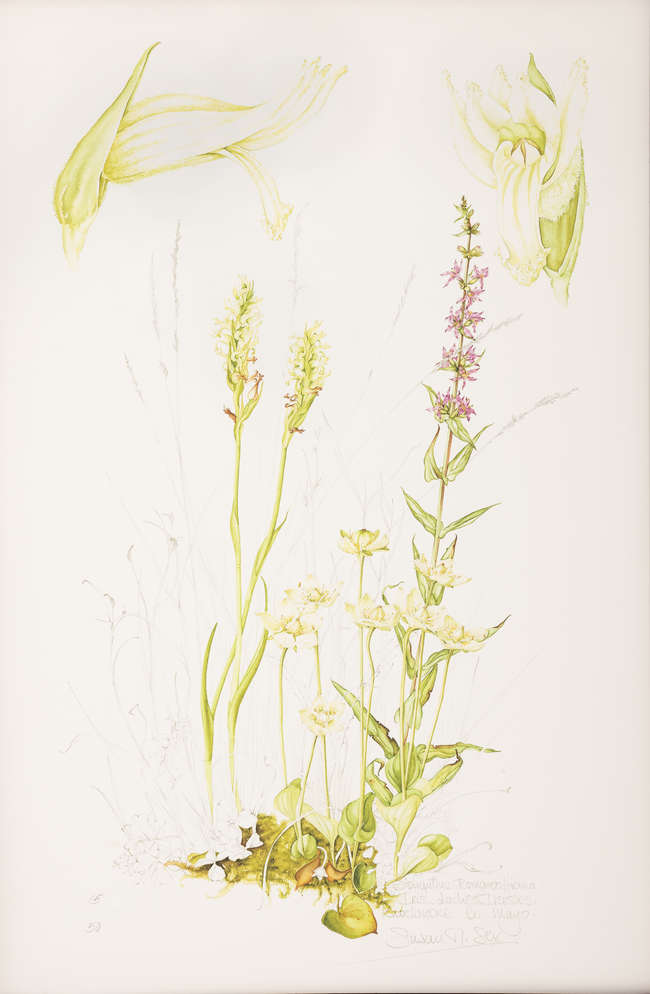 Lot-image