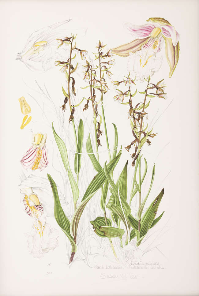 Lot-image